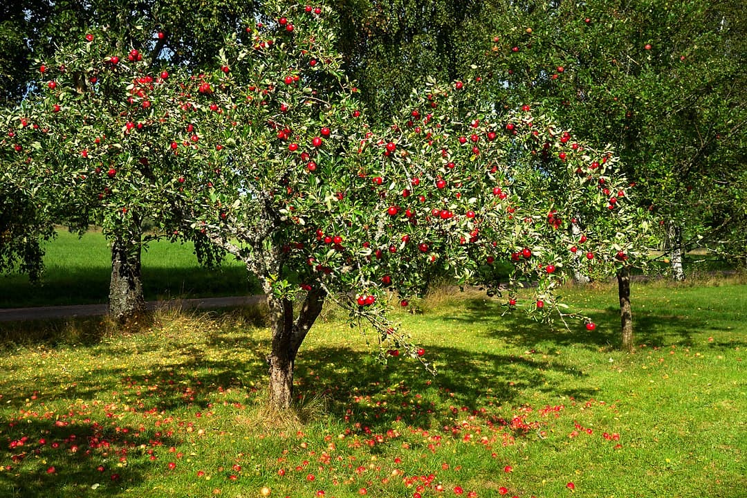 Warum Mehrstämmige Bäume eine Bereicherung für jeden Garten sind – Ein Leitfaden
