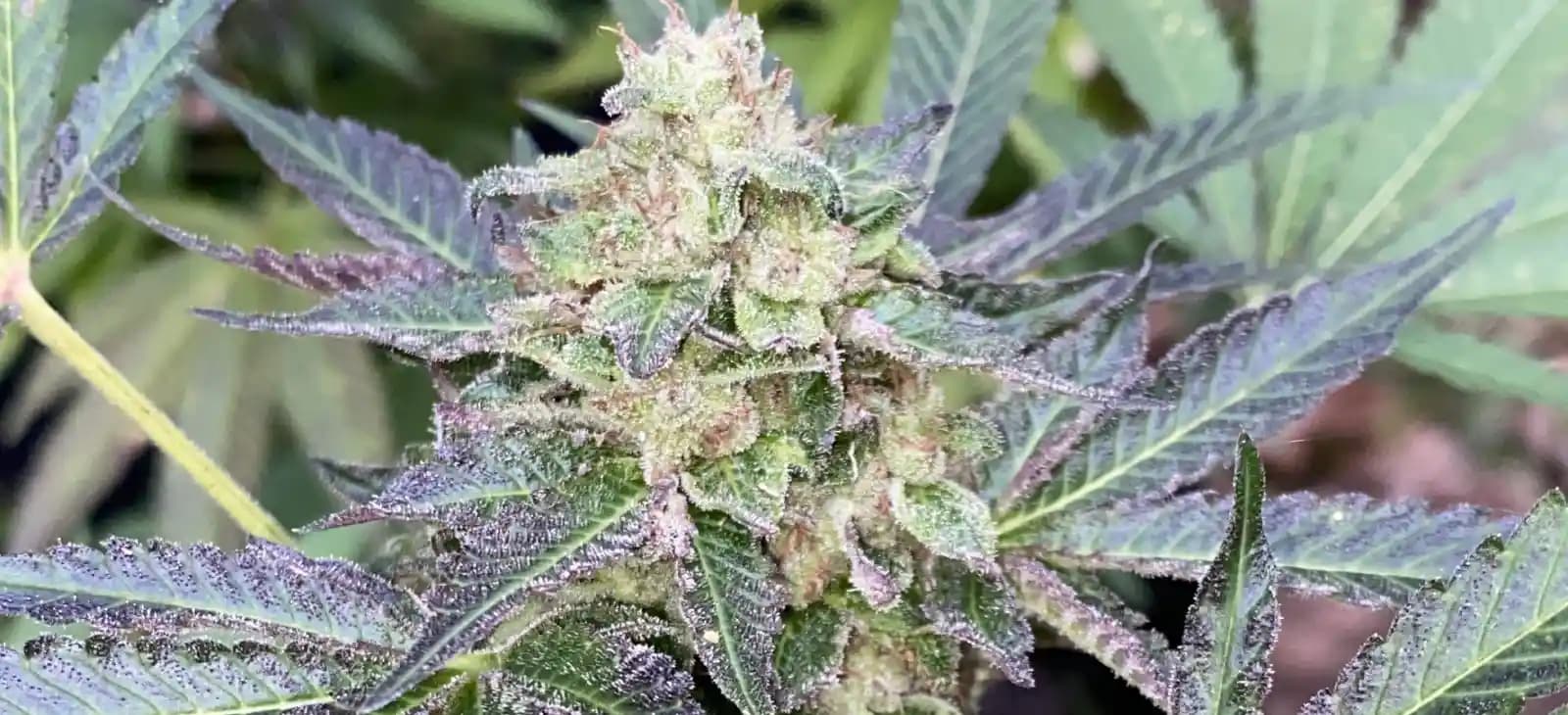 World of Samen Afghan Kush: Begeben Sie sich auf eine Reise ins Herz der Kush-Berge
