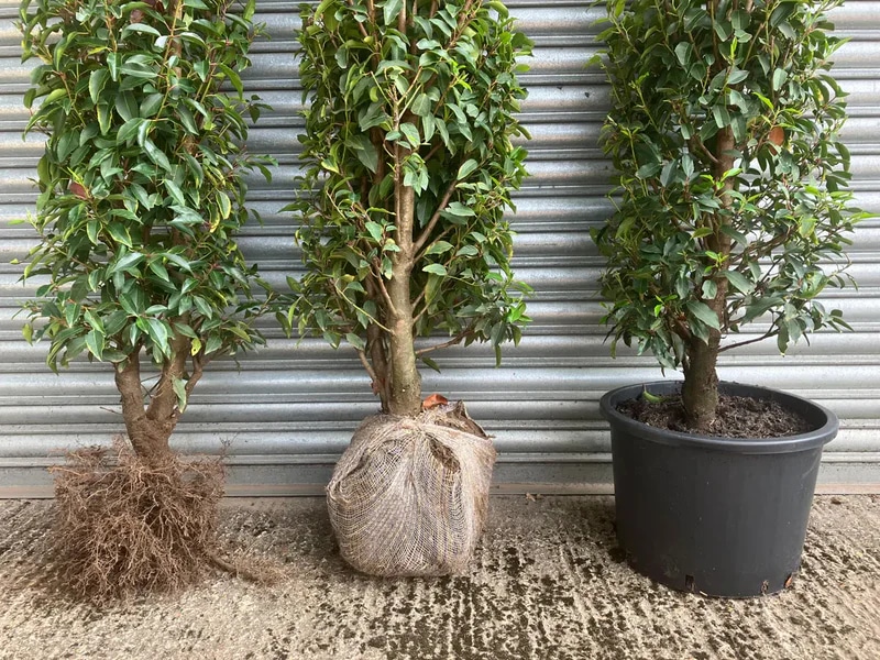 Kugelahorn: Ein formschöner Baum mit beeindruckender Herbstfärbung