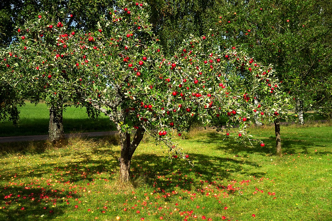 Warum Mehrstämmige Bäume eine Bereicherung für jeden Garten sind – Ein Leitfaden
