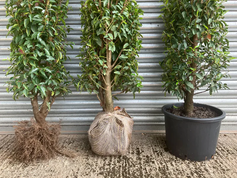 Kugelahorn: Ein formschöner Baum mit beeindruckender Herbstfärbung